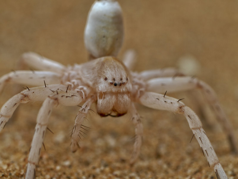 Swakopmund, Cartwheeling Spider